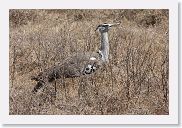 07IntoNgorongoro - 141 * Kori Bustard.